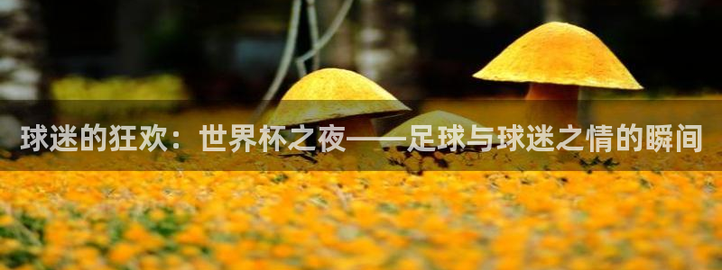 世界杯 2026：球迷的狂欢：世界杯之夜——足球与球迷之情的瞬间